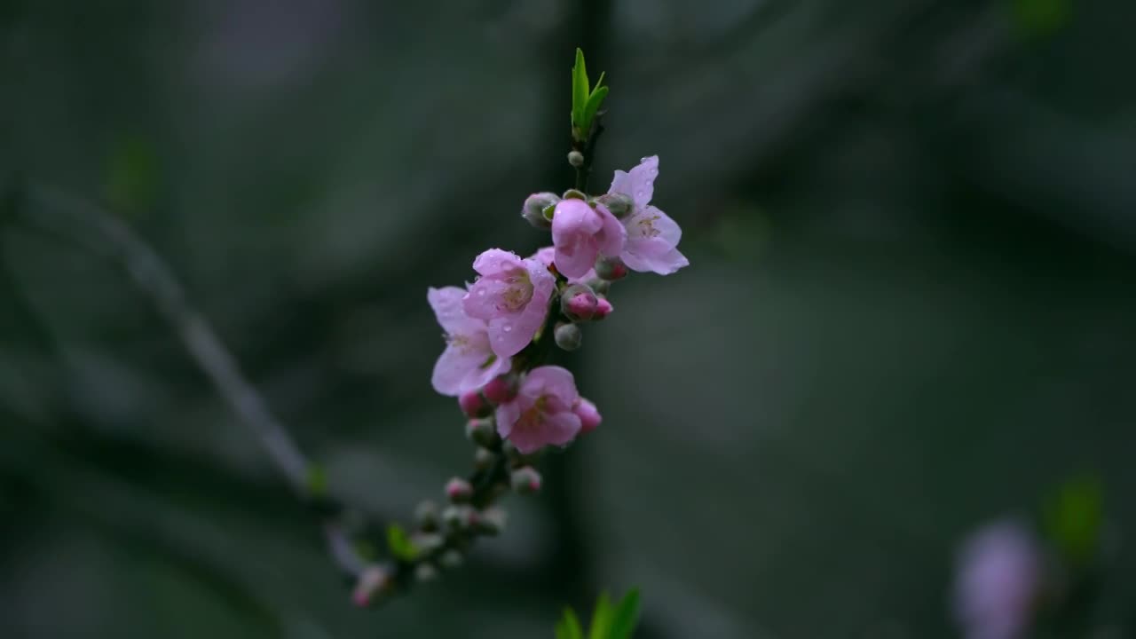 桃花合集30组镜头视频素材