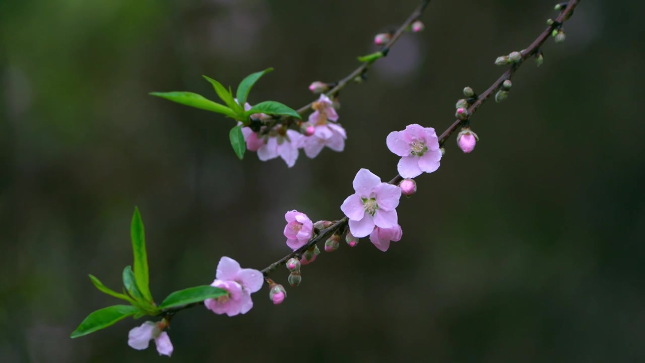 桃花视频素材