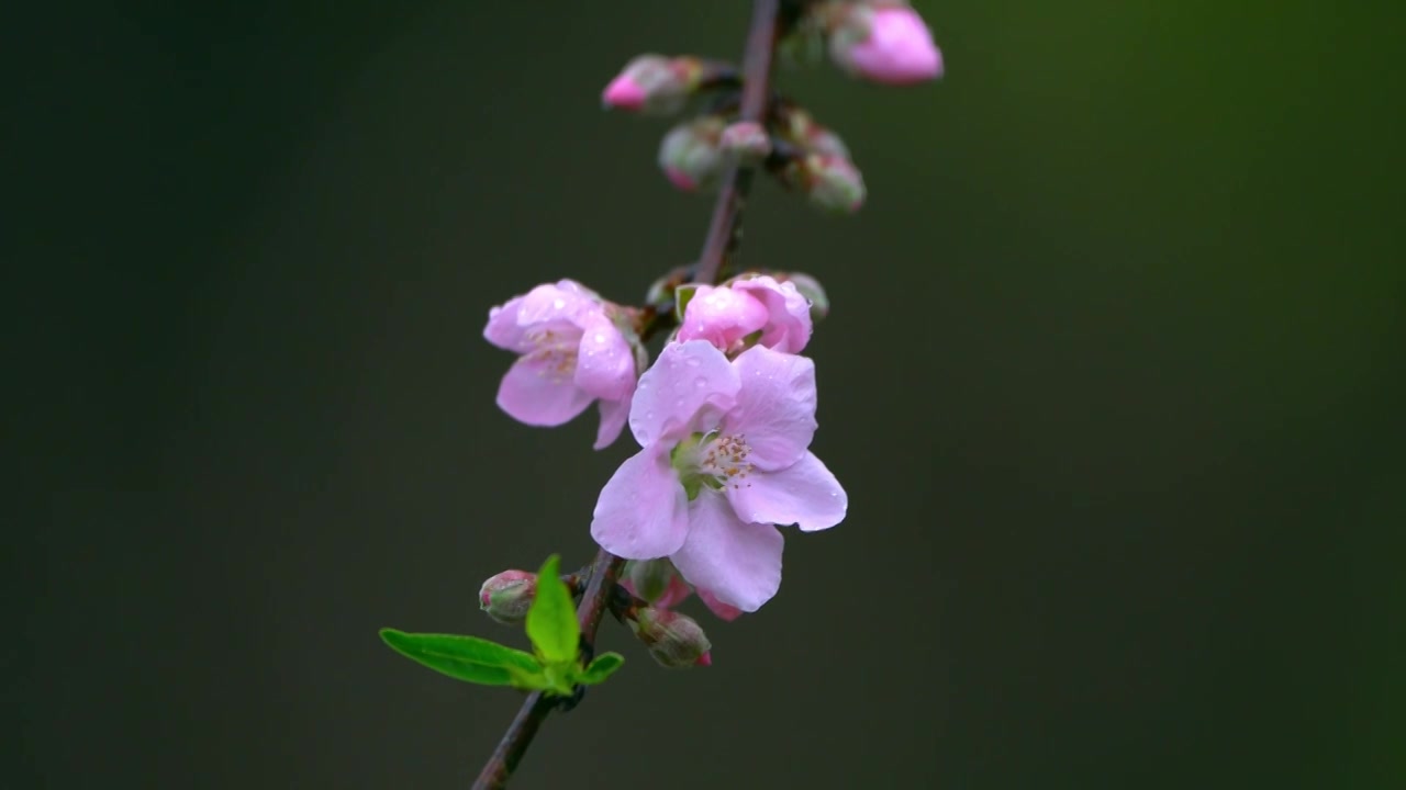 桃花视频素材