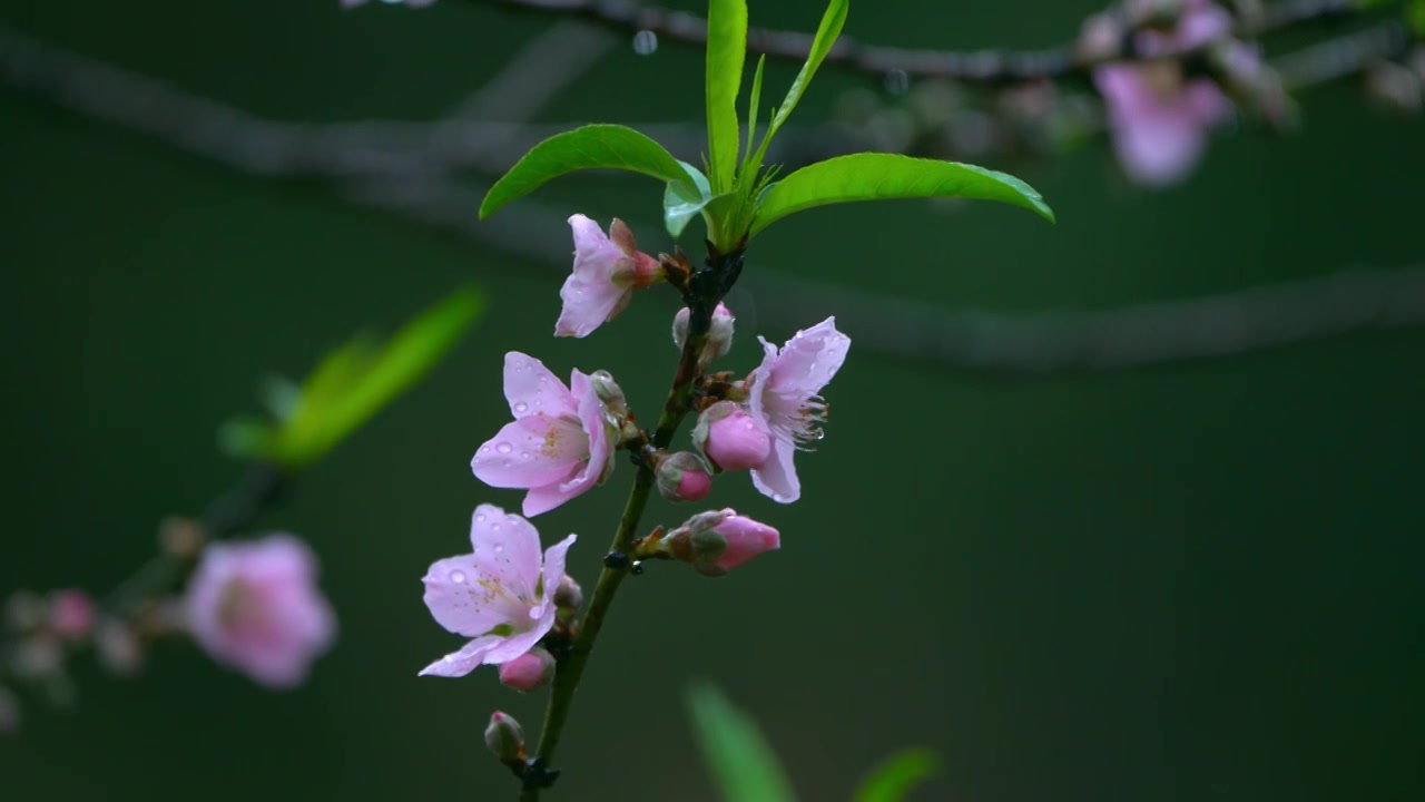 桃花视频素材