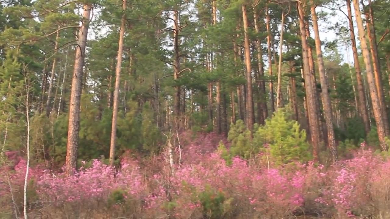 杜鹃花绽放的松林视频素材