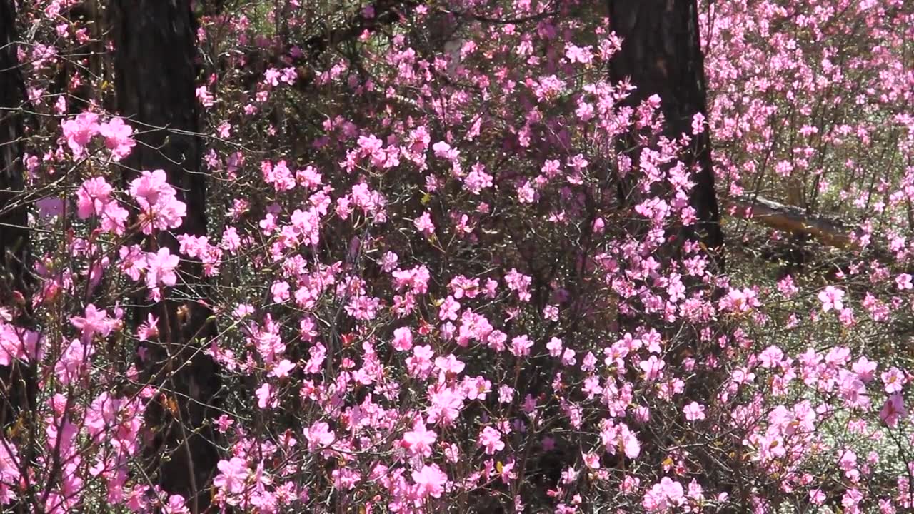 大兴安岭怒放的红杜鹃视频素材