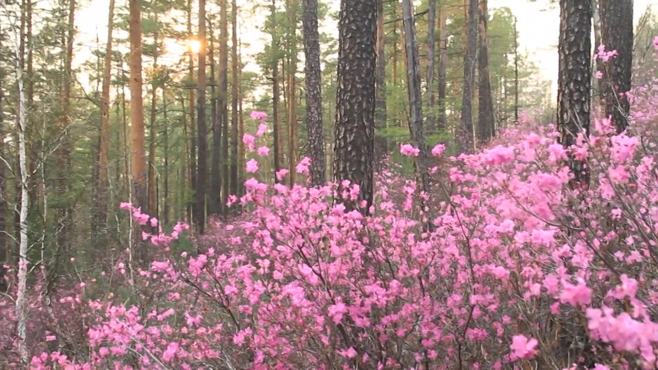 杜鹃花绽放的松林视频素材