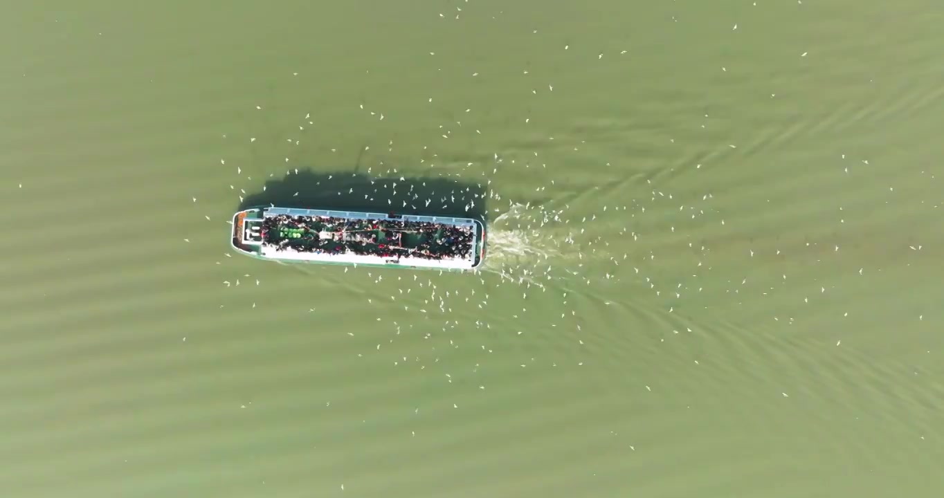 江苏省无锡市太湖鼋头渚风景区游船和红嘴鸥风光视频素材