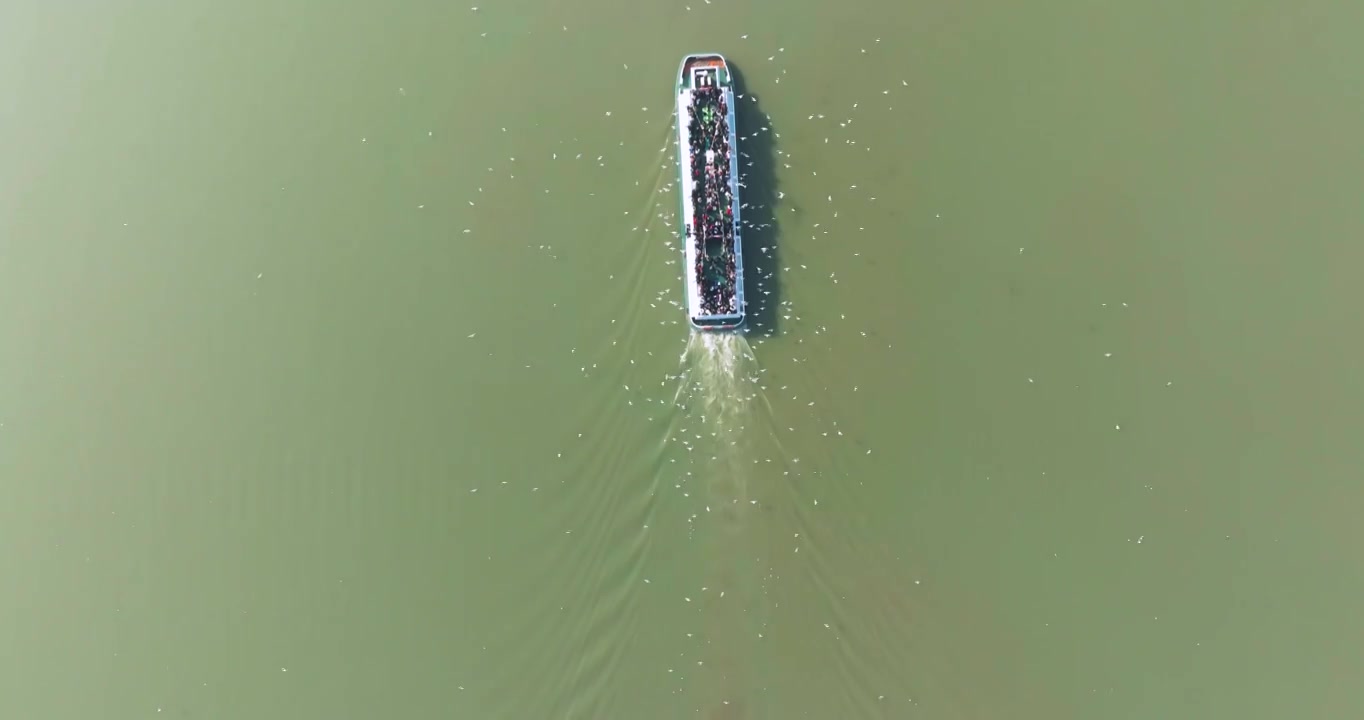 江苏省无锡市太湖鼋头渚风景区游船和红嘴鸥风光视频素材