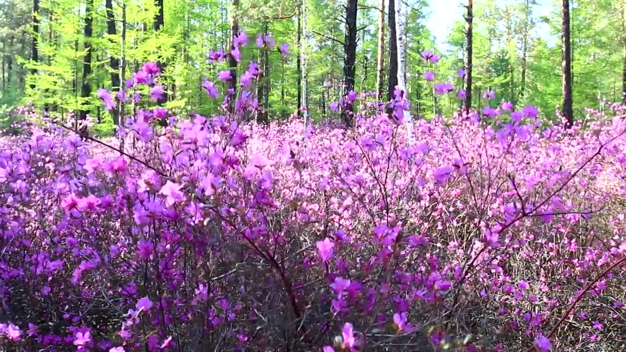 大兴安岭森林杜鹃红视频素材