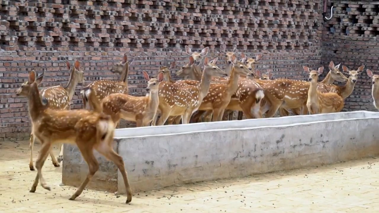 梅花鹿视频下载