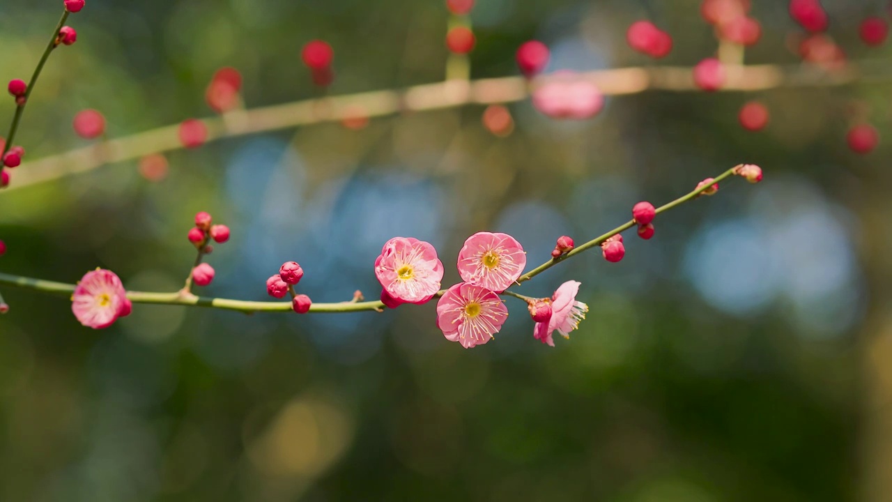 阳光下含苞欲放的梅花花枝和盛开的花朵视频素材