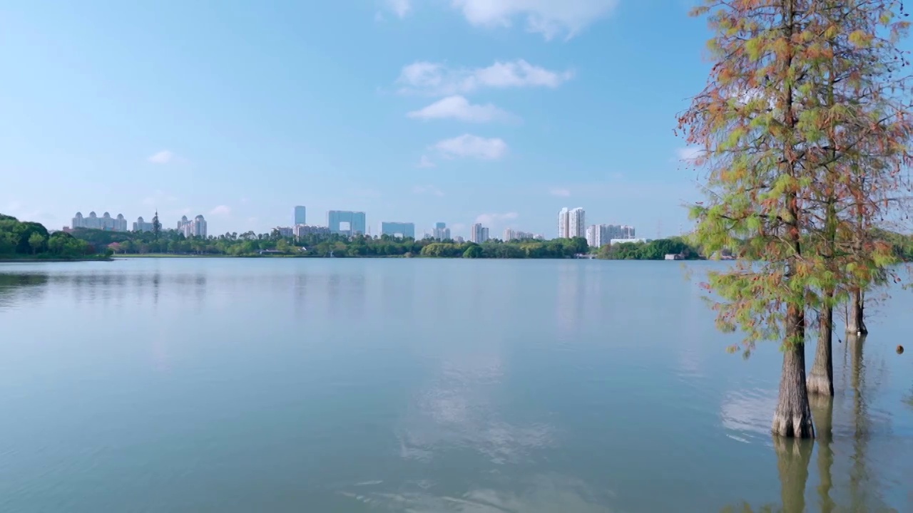 广州麓湖公园落羽杉山林湖景自然风光视频素材