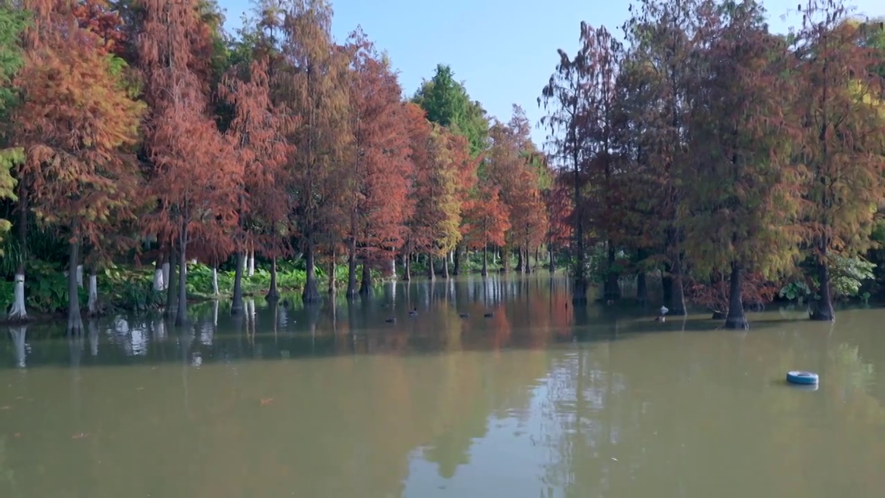 广州海珠湖公园落羽杉林湖景自然风光视频素材