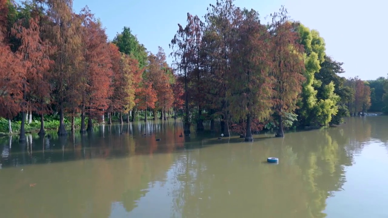 广州海珠湖公园落羽杉林湖景自然风光视频素材