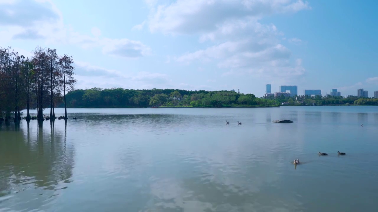 广州海珠湖公湖泊树林与城市高楼建筑景观视频素材