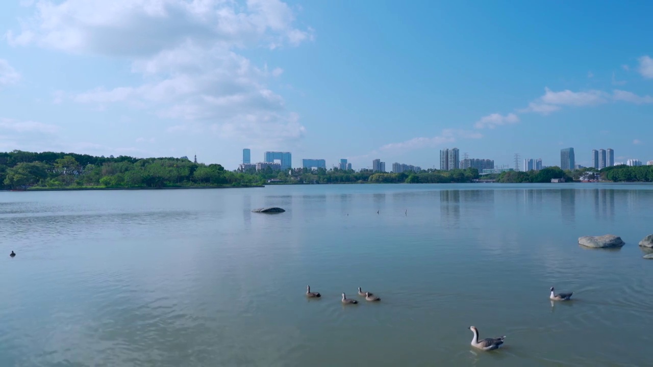 广州海珠湖公湖泊树林与城市高楼建筑景观视频素材