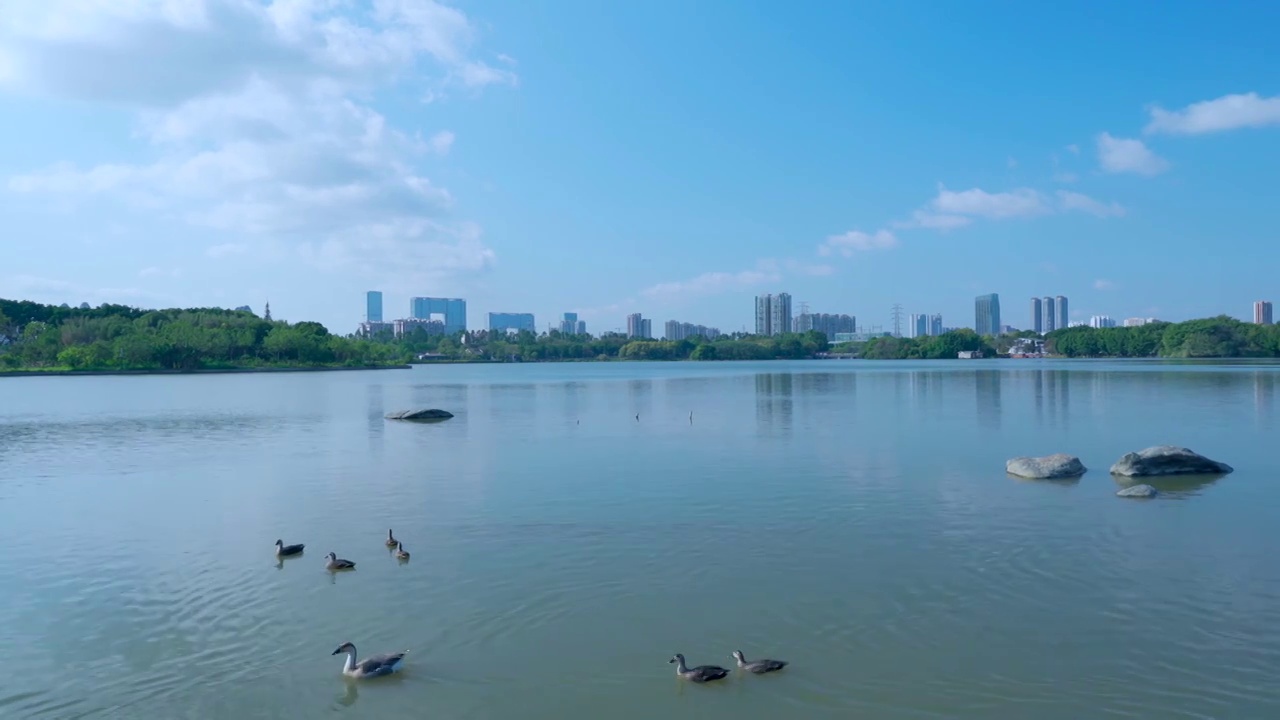 广州海珠湖公湖泊树林与城市高楼建筑景观视频素材