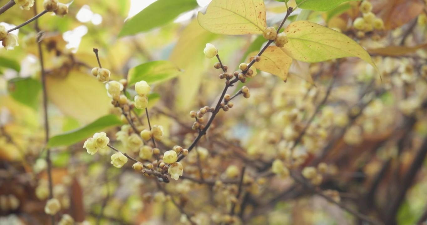 腊梅花   冬季盛开  黄色花朵视频素材