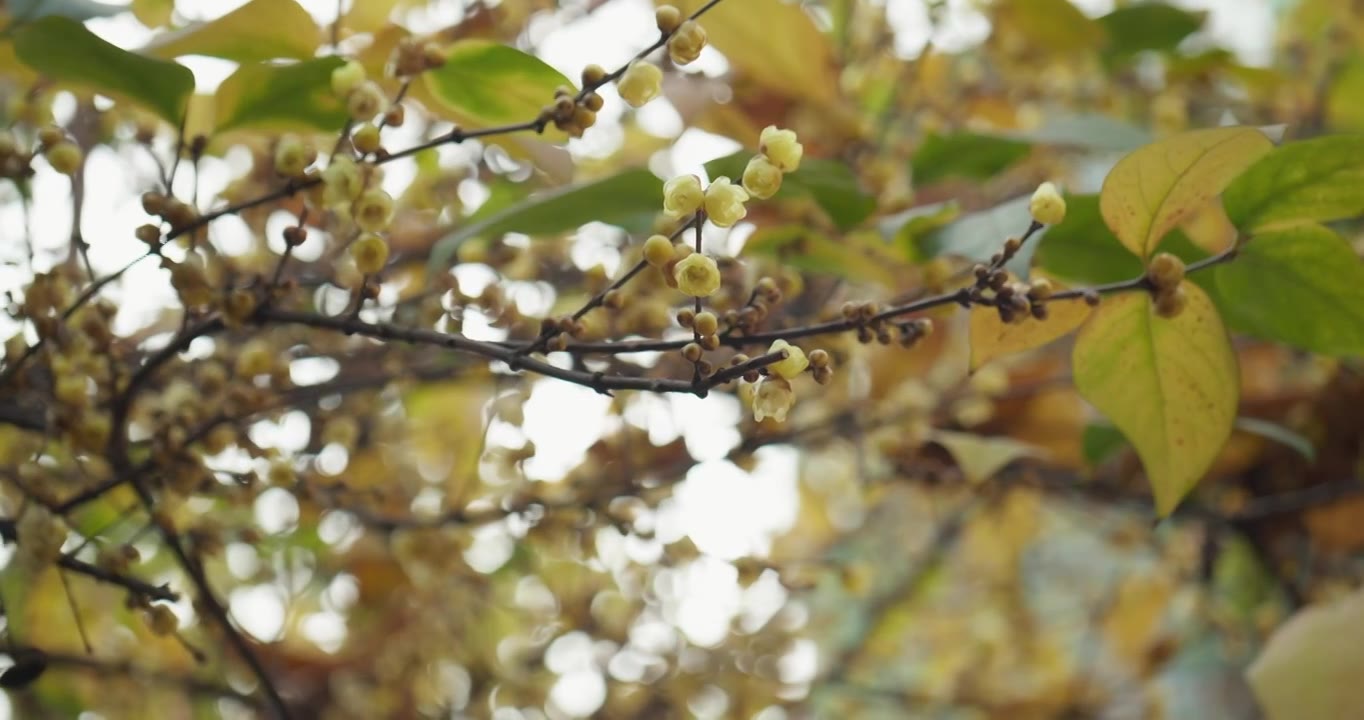 腊梅花   冬季盛开  黄色花朵视频素材