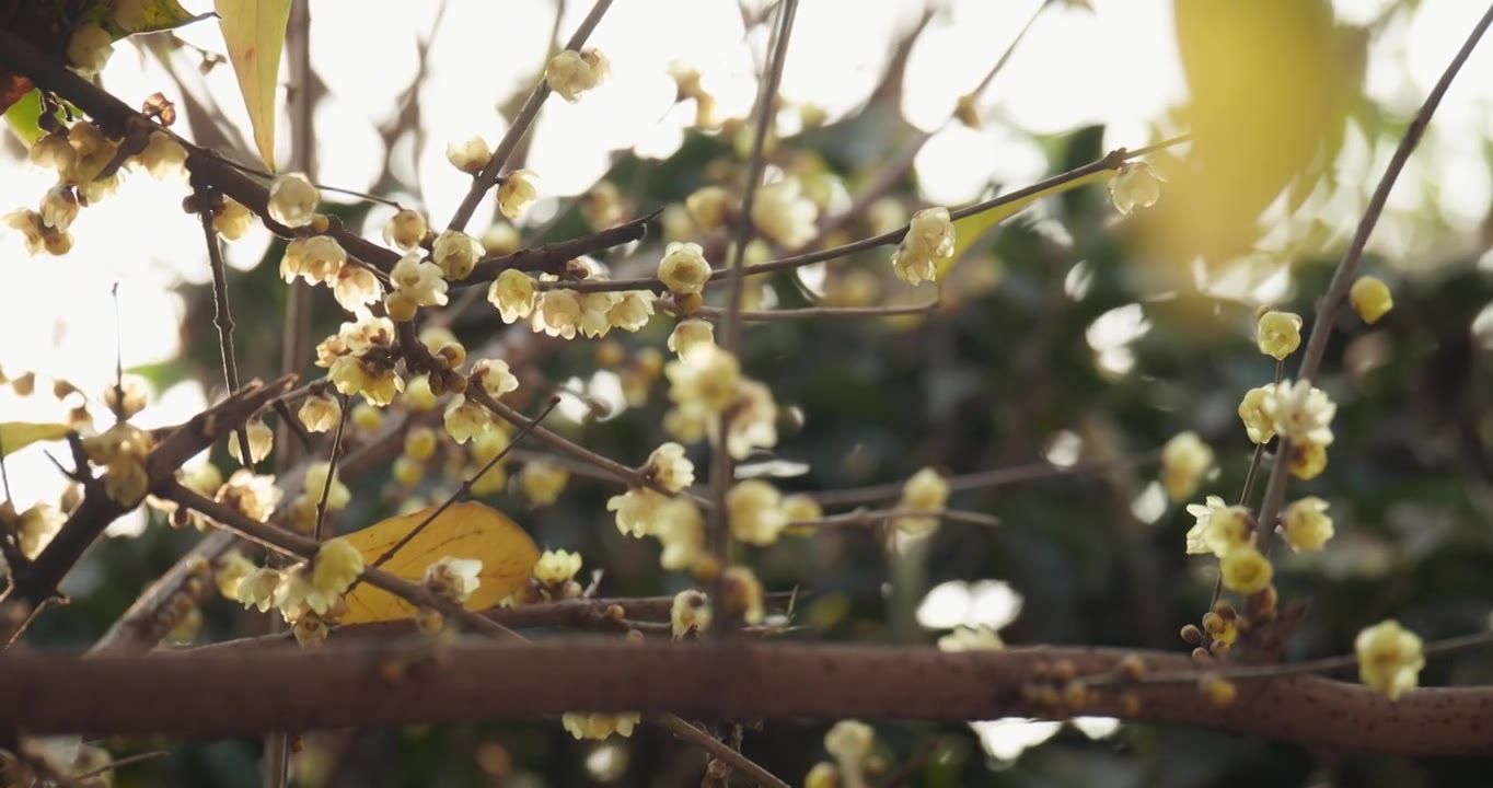 腊梅花   冬季盛开  黄色花朵视频素材