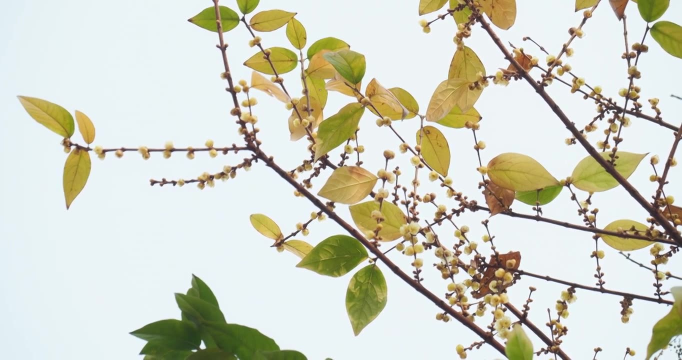 腊梅花   冬季盛开  黄色花朵视频素材