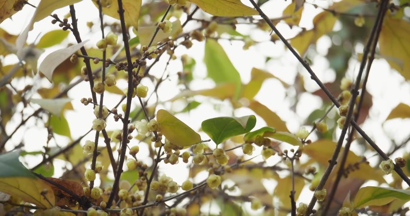 腊梅花   冬季盛开  黄色花朵视频素材