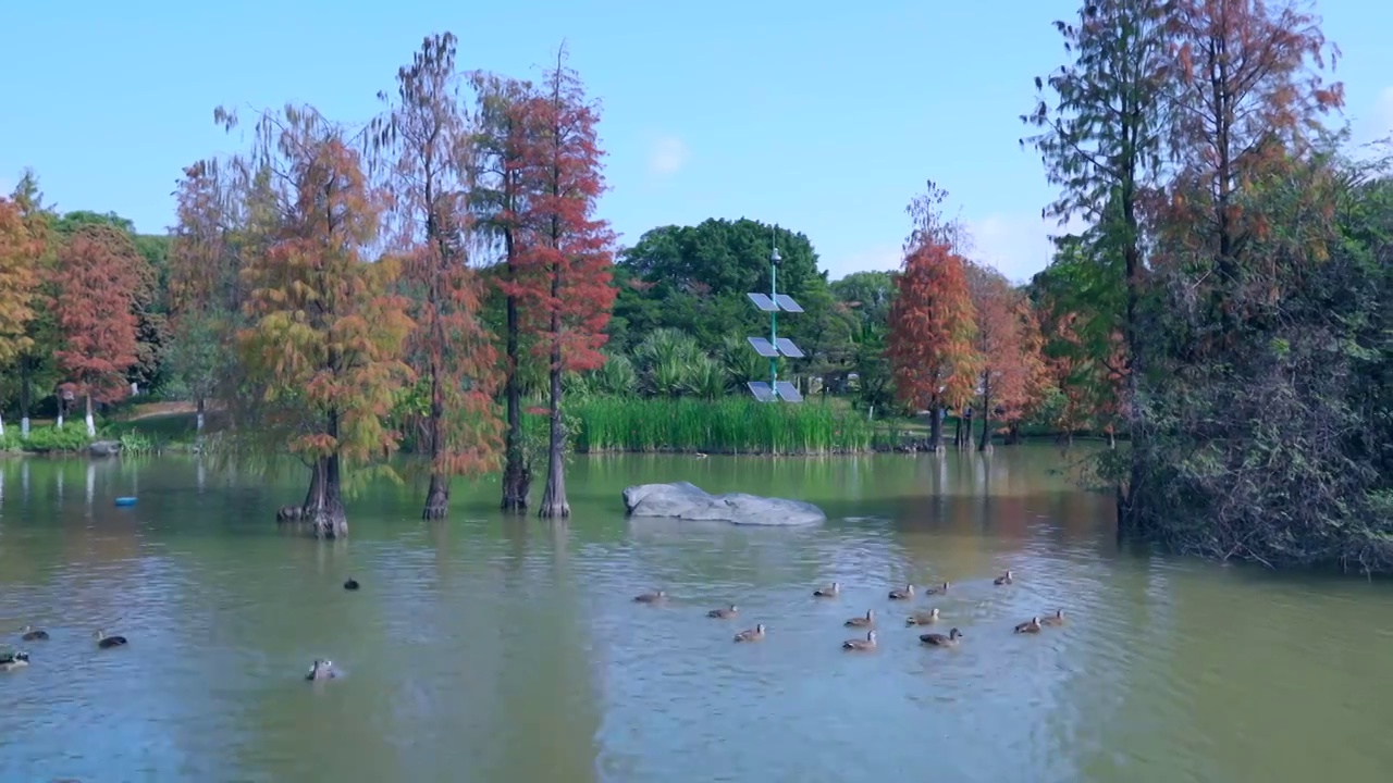 广州海珠湖公园水杉落羽杉红叶与一群鸭子视频素材