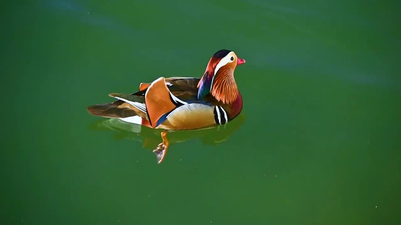 湖面一只鸳鸯游水视频素材