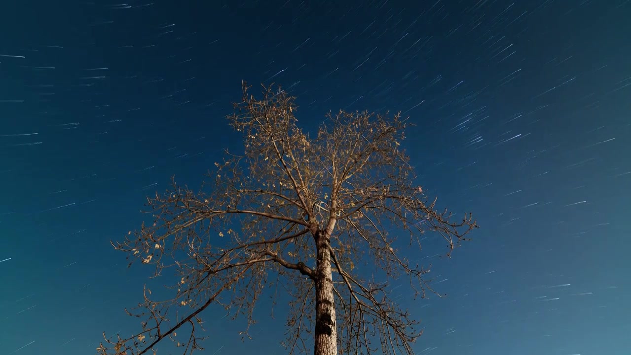 一棵树的星轨延时视频下载