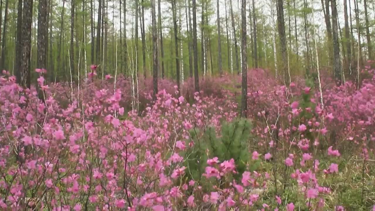 大兴安岭森林红杜鹃视频素材