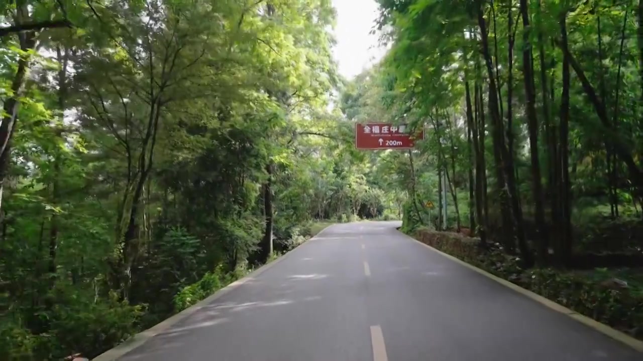 唯美森林树林林荫道路视频素材