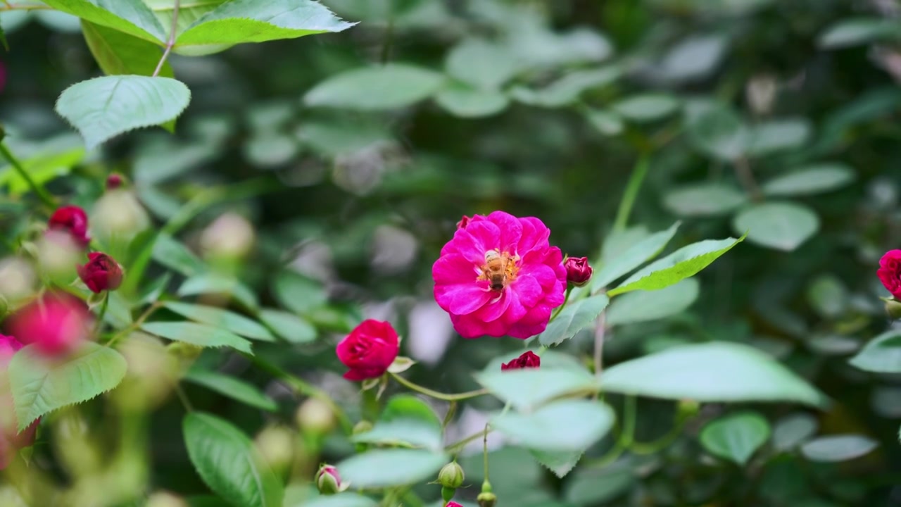 4k红色玫瑰花上采蜜的蜜蜂视频素材