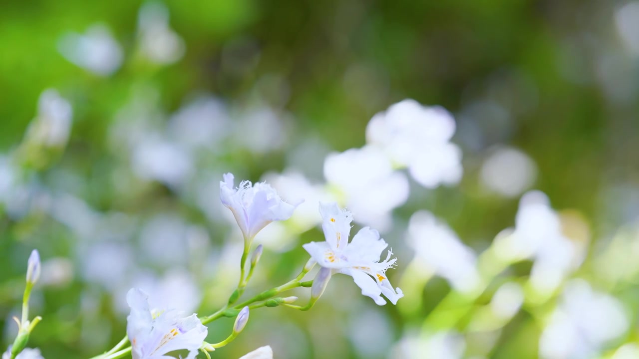 4k夏日清新白色花朵空镜视频素材