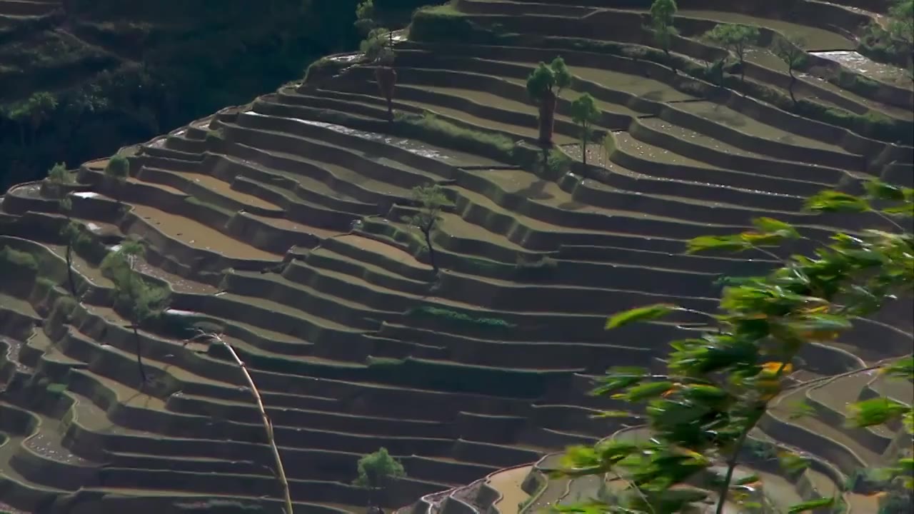 梯田,云雾,贵州云南元阳梯田,哈尼梯田,云海延时,风光摄影,乡村田野,清晨,晨雾,自然风光,水墨画,山水田园,农田,农业,春耕,红河州,种植业,哈尼族,延时视频下载