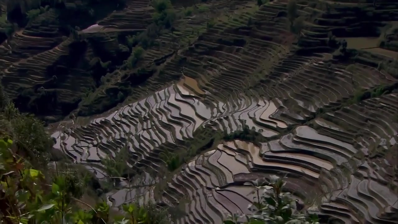 梯田,云雾,贵州云南元阳梯田,哈尼梯田,云海延时,风光摄影,乡村田野,清晨,晨雾,自然风光,水墨画,山水田园,农田,农业,春耕,红河州,种植业,哈尼族,延时视频下载