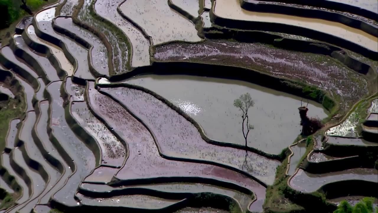 梯田,云雾,贵州云南元阳梯田,哈尼梯田,云海延时,风光摄影,乡村田野,清晨,晨雾,自然风光,水墨画,山水田园,农田,农业,春耕,红河州,种植业,哈尼族,延时视频素材