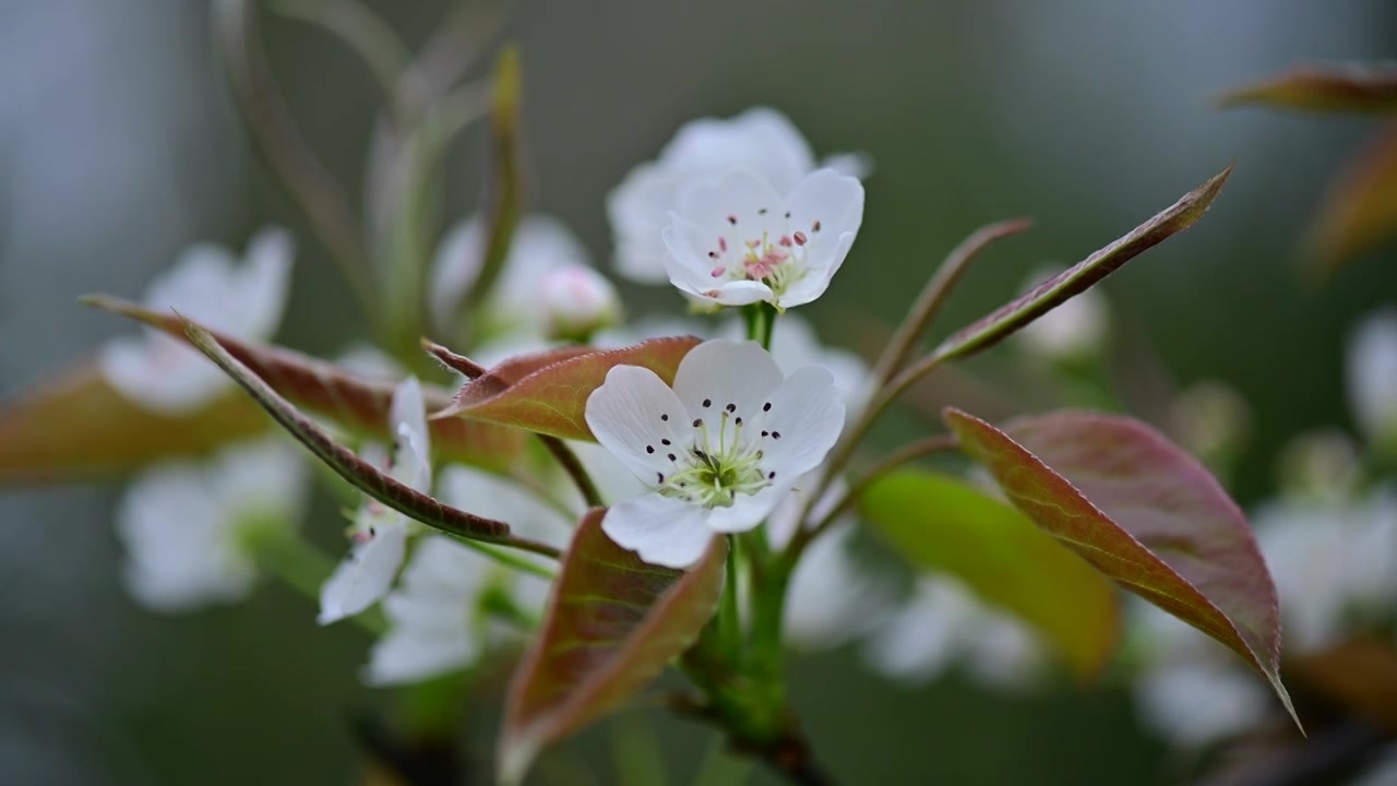 春意盎然洁白梨花绽放梨树开花视频素材