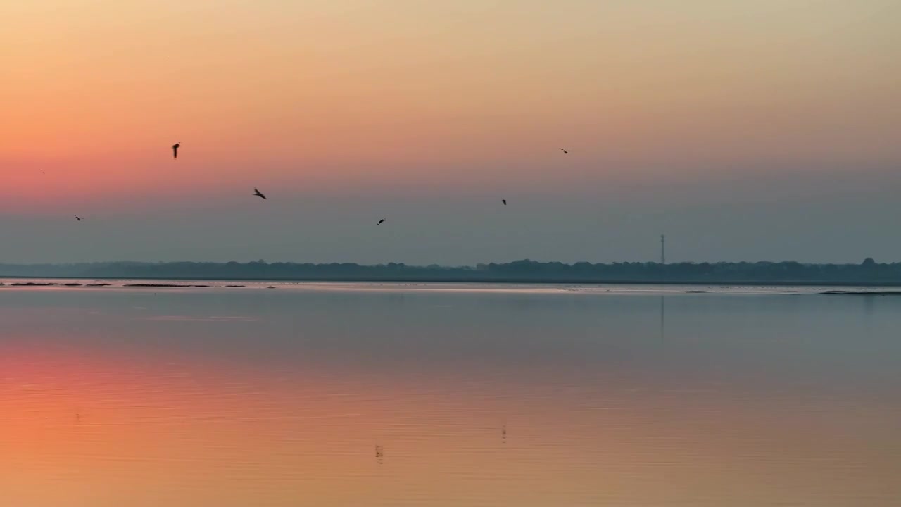 夕阳下的白鹤飞翔视频素材