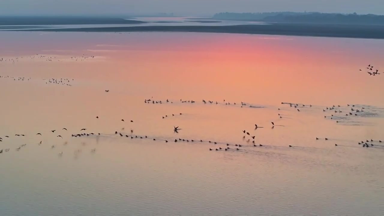 夕阳下的白鹤飞翔视频素材