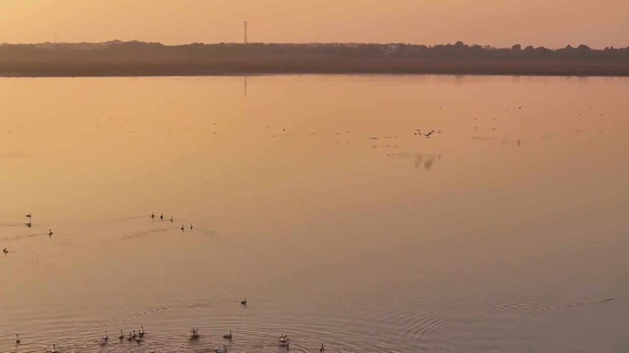 夕阳下的白鹤飞翔视频素材