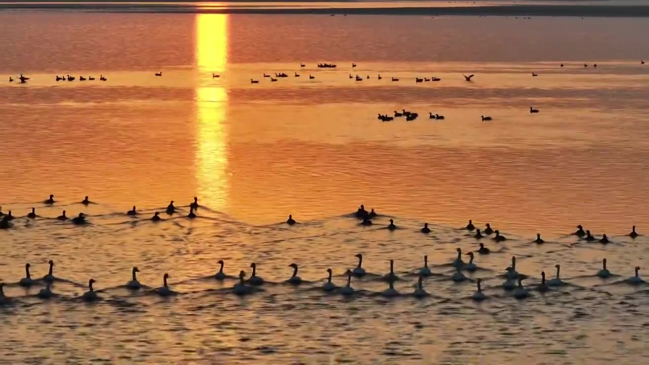 夕阳下的白鹤飞翔视频素材