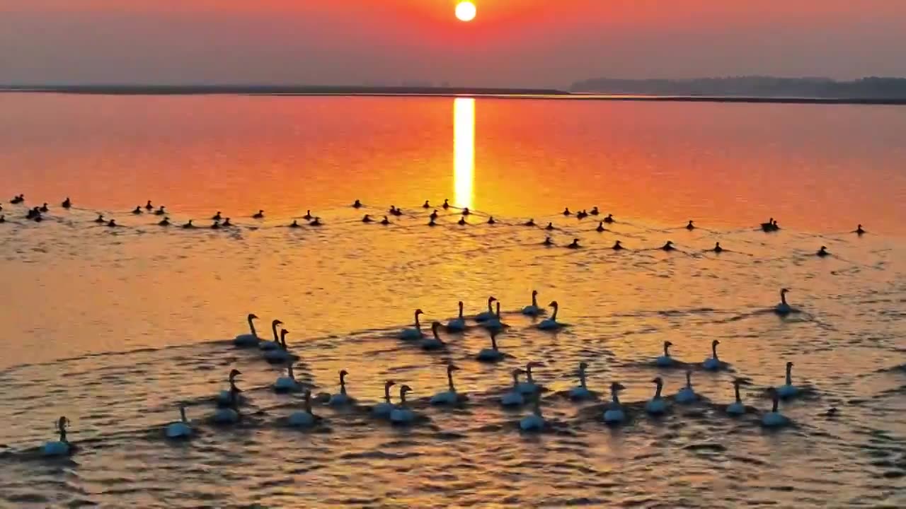 夕阳下的白鹤飞翔视频素材