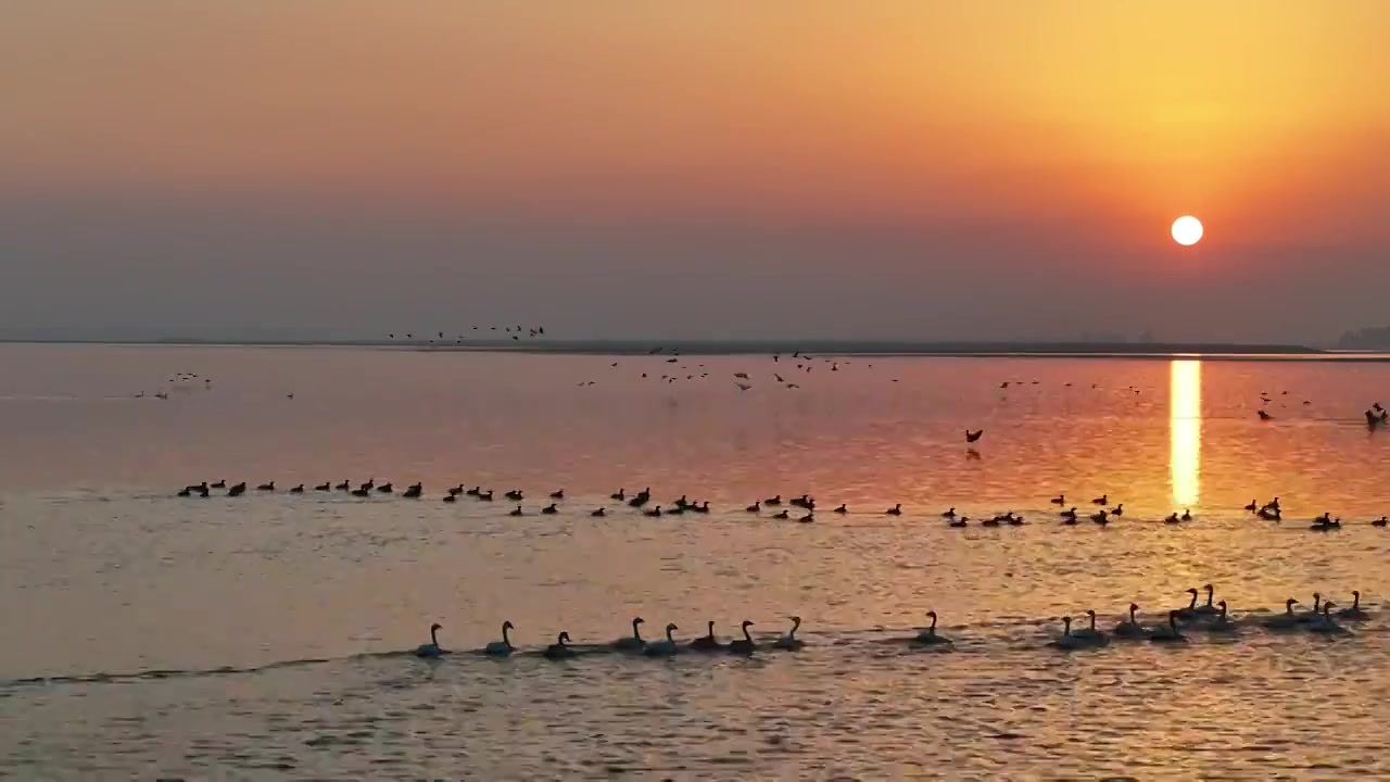 夕阳下的白鹤飞翔视频素材