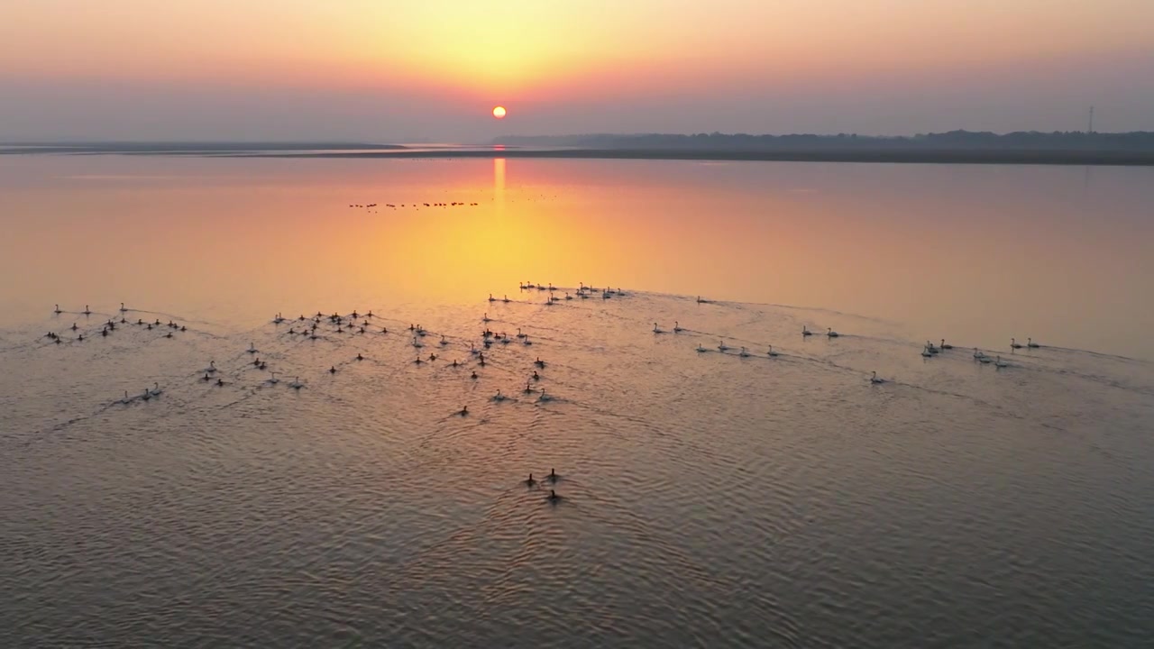 夕阳下的白鹤飞翔视频素材