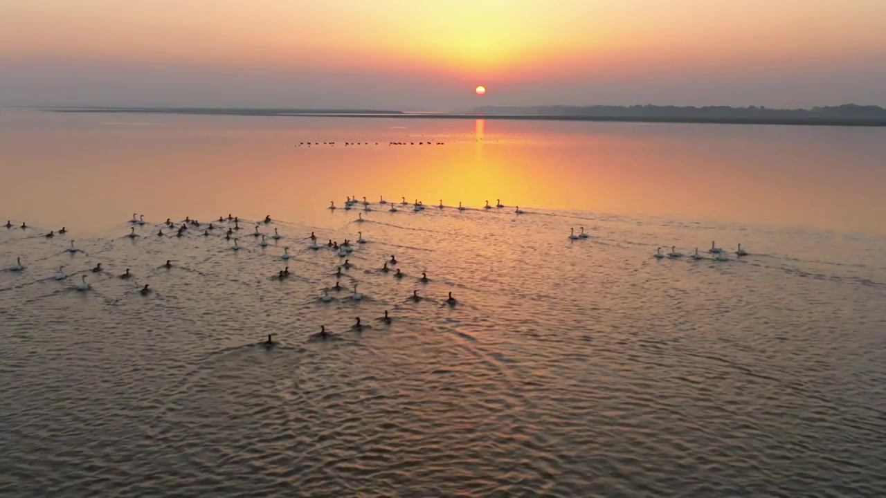 夕阳下的白鹤飞翔视频素材