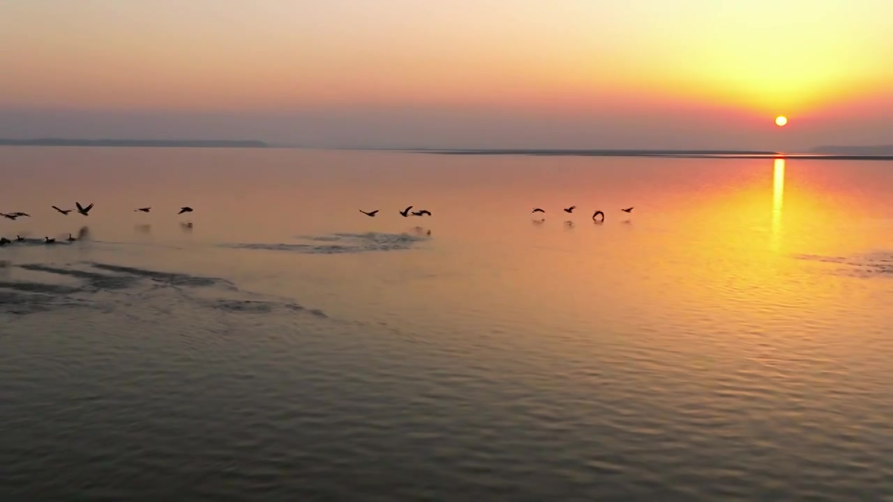 夕阳下的白鹤飞翔视频素材