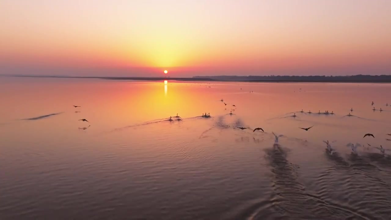 夕阳下的白鹤飞翔视频素材