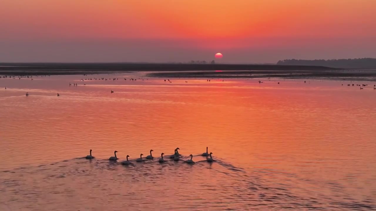 夕阳下的白鹤飞翔视频素材