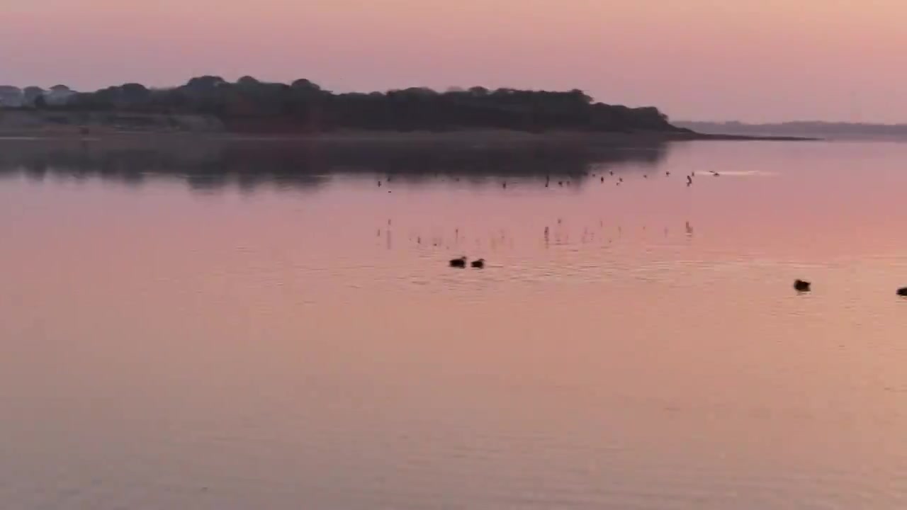 夕阳下的白鹤飞翔视频素材