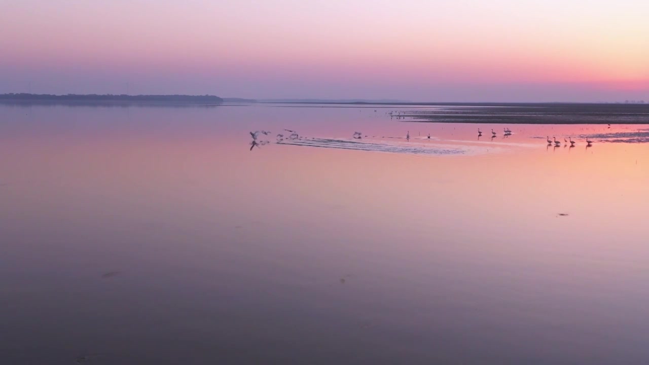 夕阳下的白鹤飞翔视频素材