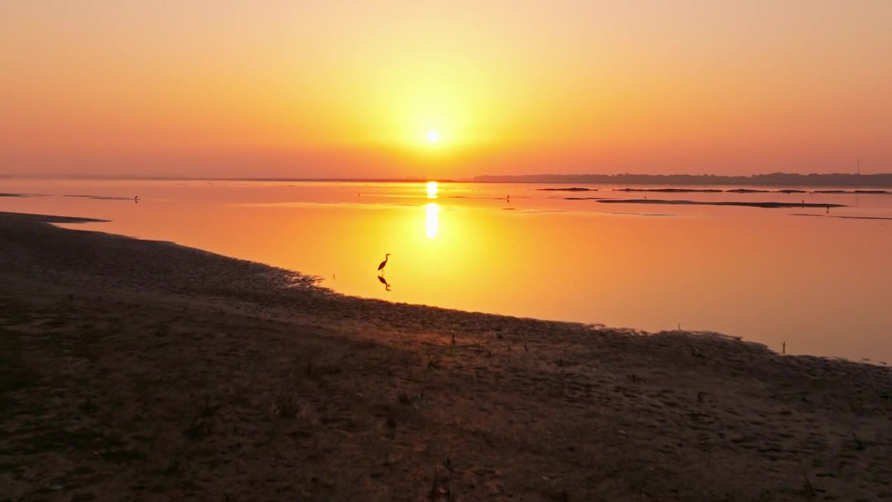 夕阳下的白鹤飞翔视频素材