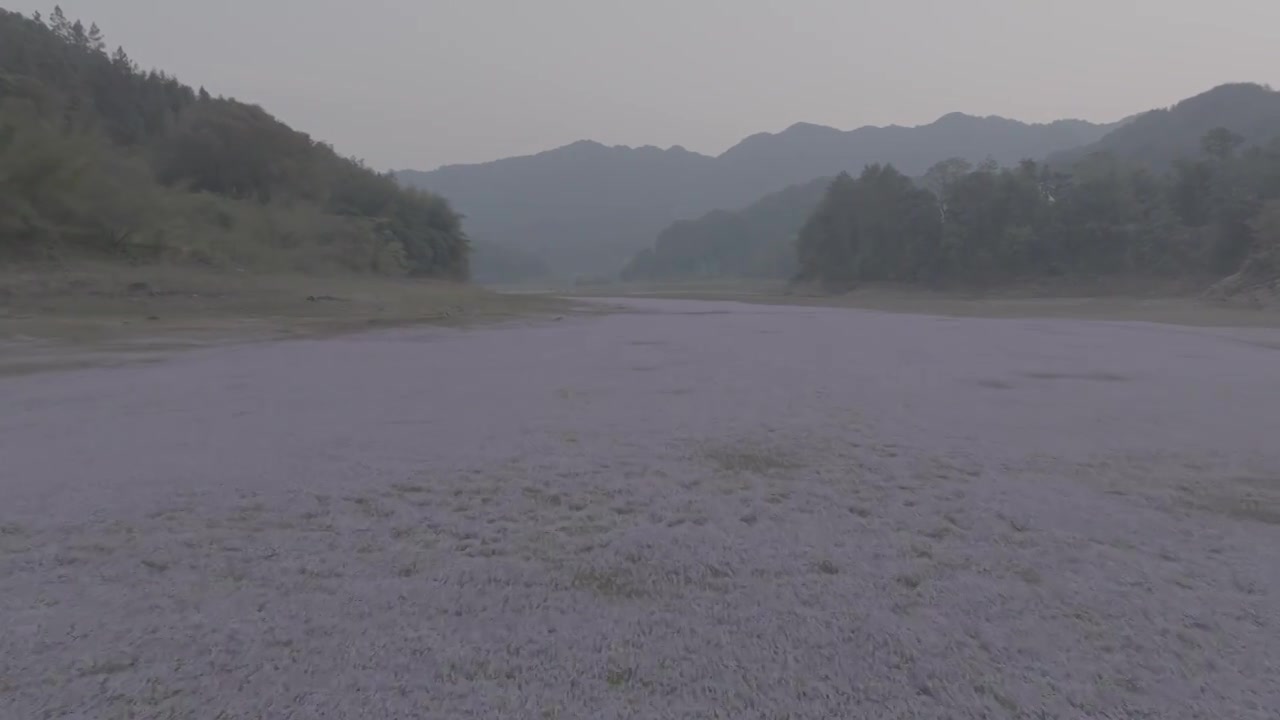 湖边蓼子花海航拍视频素材