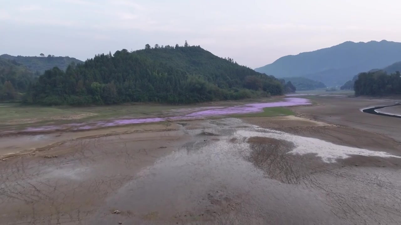 湖边蓼子花海航拍视频素材